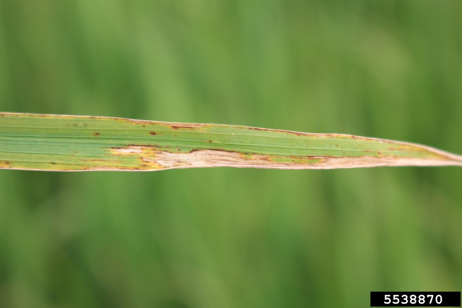 bacterial leaf blight of rice (Xanthomonas oryzae pv. oryzae)