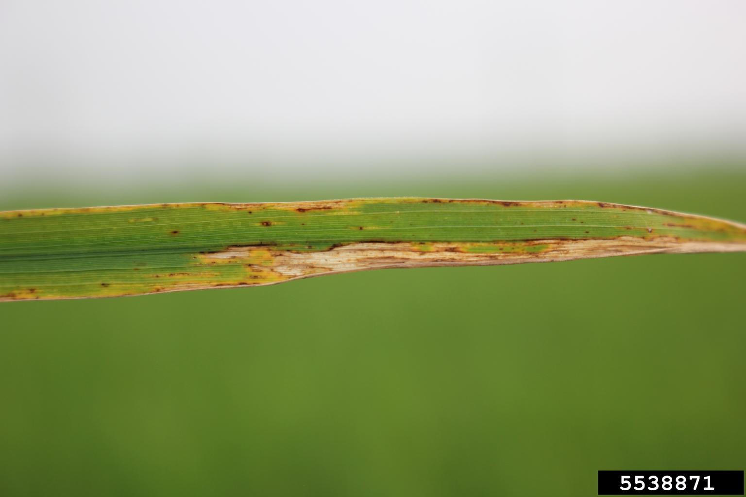 bacterial leaf blight of rice (Xanthomonas oryzae pv. oryzae)