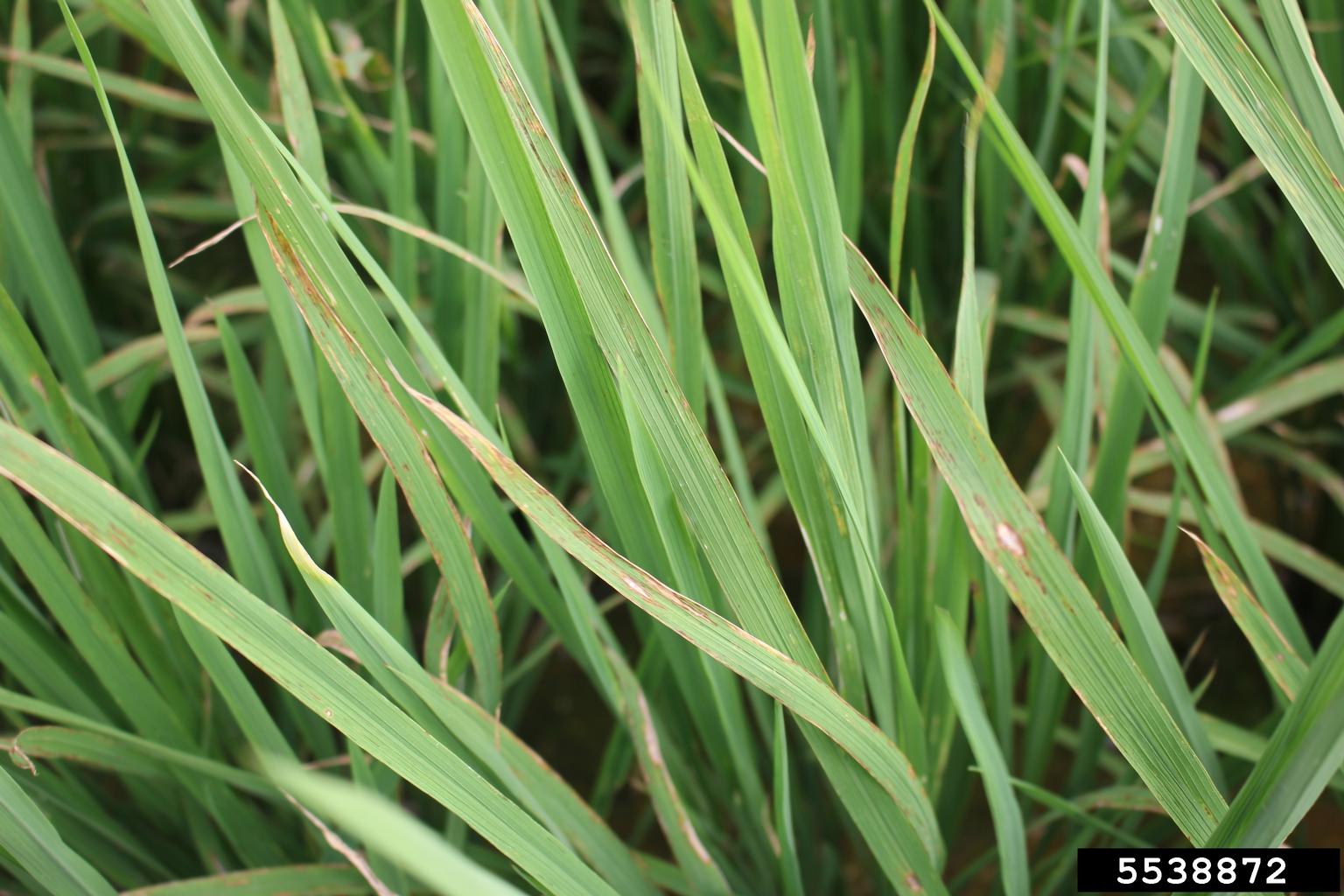 bacterial leaf blight of rice (Xanthomonas oryzae pv. oryzae)