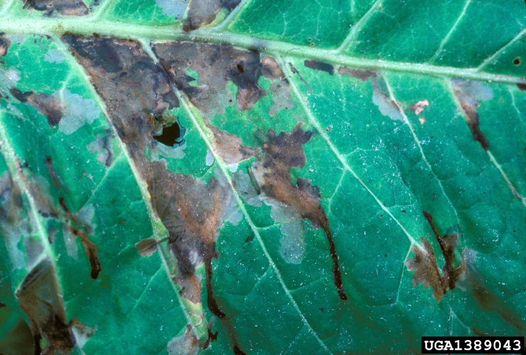 potato tuber moth (Phthorimaea operculella (Zeller))