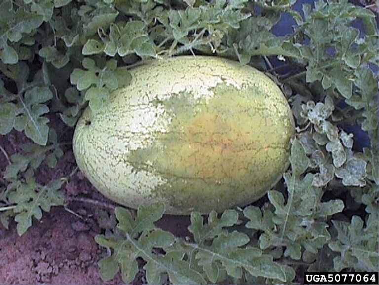 bacterial fruit blotch (Acidovorax citrulli)