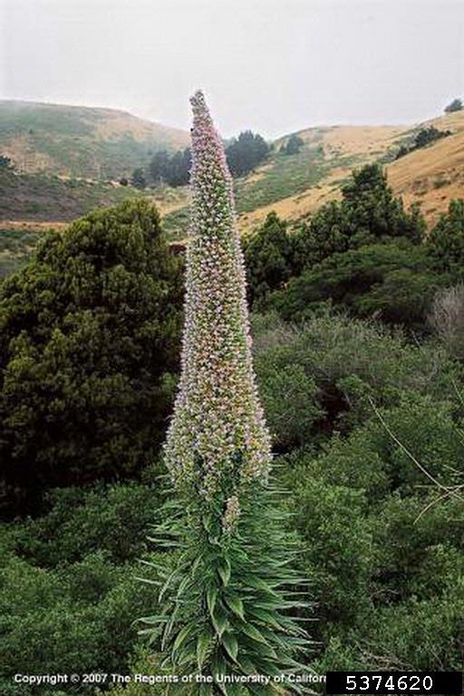 pine echium (Echium pininana)