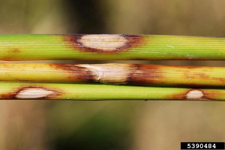 sheath spot of rice (Rhizoctonia oryzae Ryker & Gooch 1938)