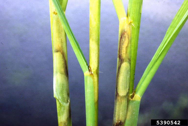 Rhizoctonia damping-off, blight and rot (Rhizoctonia solani)