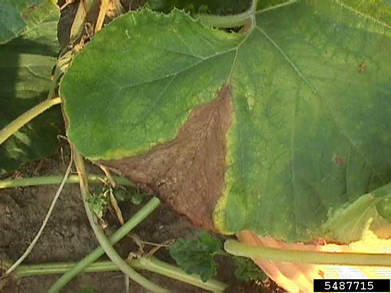 bacterial fruit blotch (Acidovorax avenae ssp. citrulli)