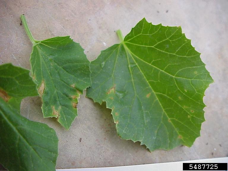 bacterial fruit blotch (Acidovorax avenae ssp. citrulli)