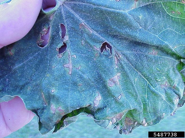 bacterial fruit blotch (Acidovorax avenae ssp. citrulli)