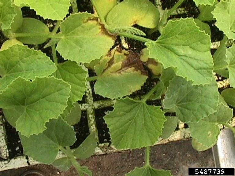 bacterial fruit blotch (Acidovorax avenae ssp. citrulli)