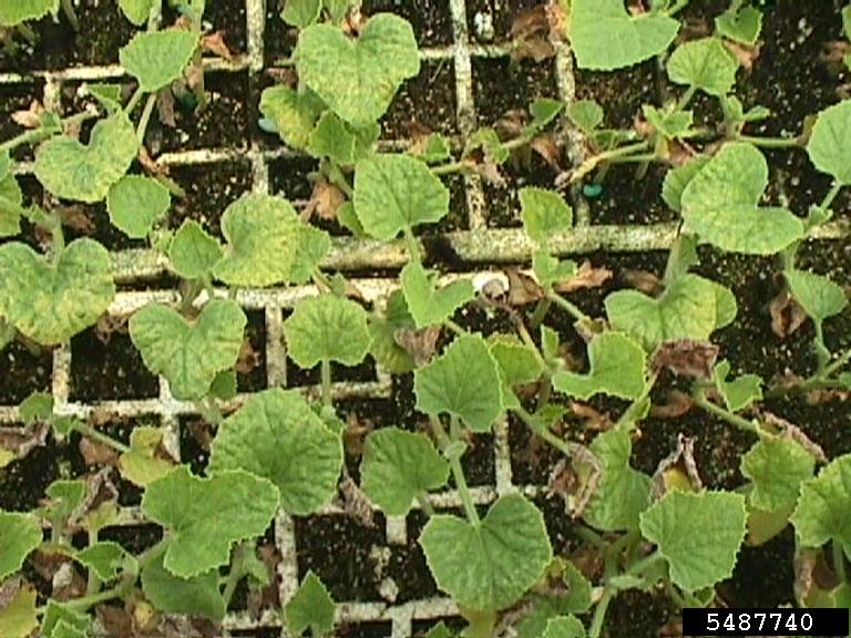 bacterial fruit blotch (Acidovorax avenae ssp. citrulli)