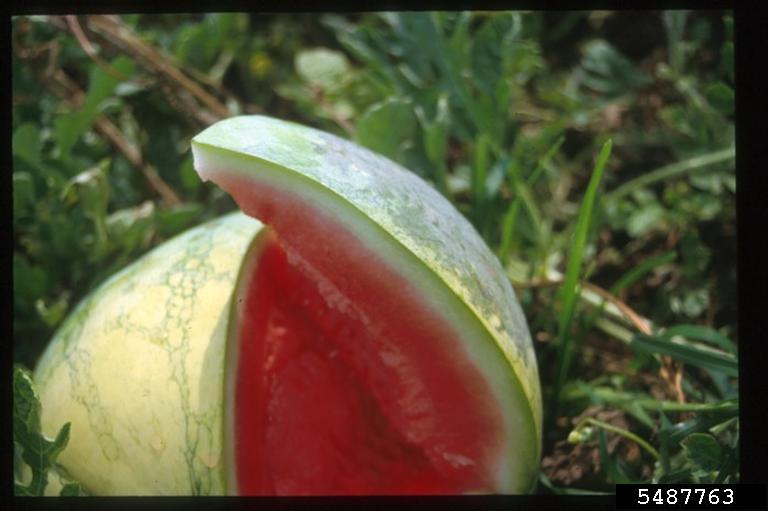 bacterial fruit blotch (Acidovorax avenae ssp. citrulli)