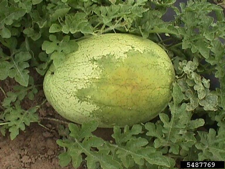 bacterial fruit blotch (Acidovorax avenae ssp. citrulli)