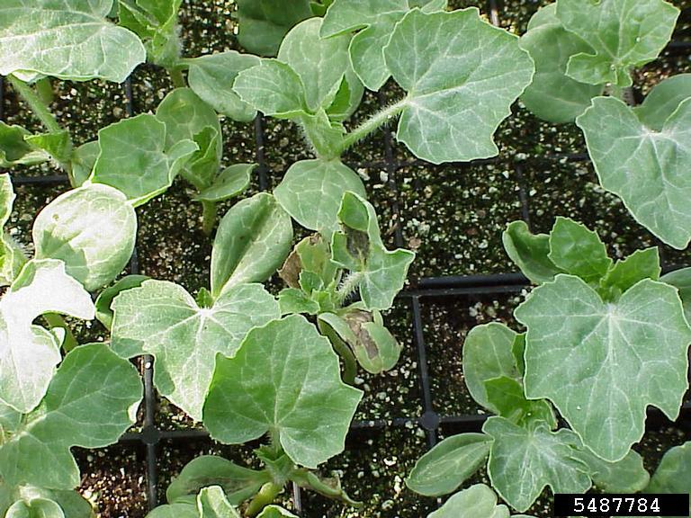 bacterial fruit blotch (Acidovorax avenae ssp. citrulli)