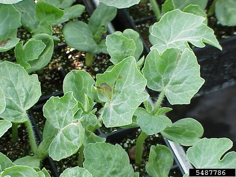 bacterial fruit blotch (Acidovorax avenae ssp. citrulli)