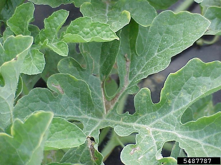 bacterial fruit blotch (Acidovorax avenae ssp. citrulli)