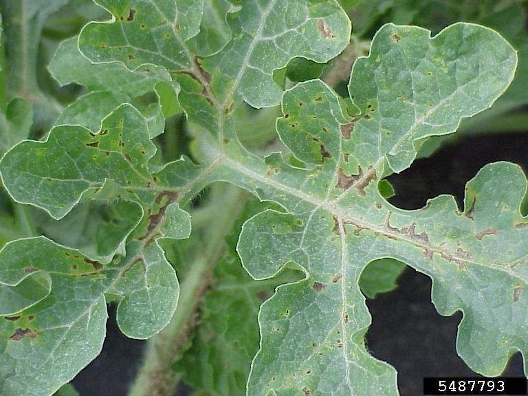 bacterial fruit blotch (Acidovorax avenae ssp. citrulli)