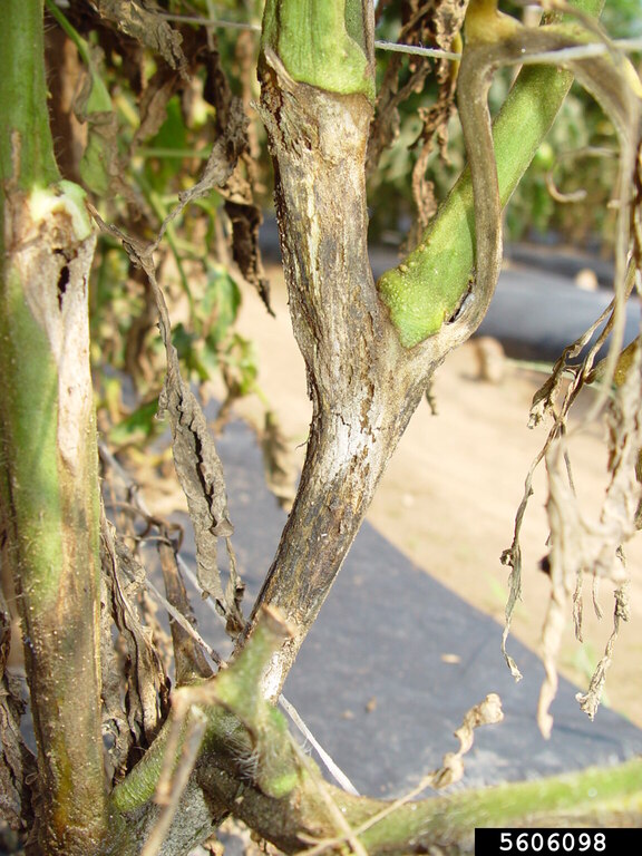 bacterial soft rot (Pectobacterium carotovorum ssp. carotovorum)