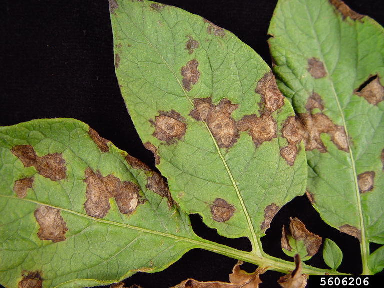 tomato spotted wilt virus (TSWV) (Tospovirus TSWV ) on potato (Solanum ...