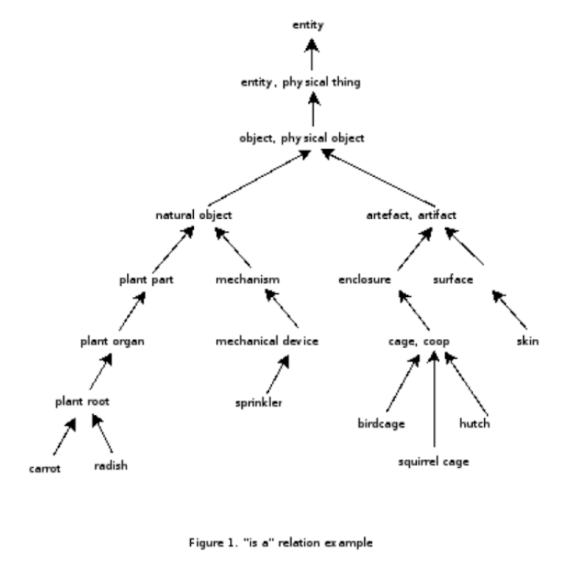 The WordNet knowledge graph