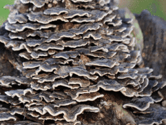 Maitake Mushroom Powder