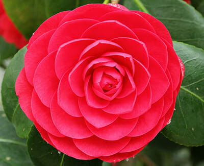 Camellia