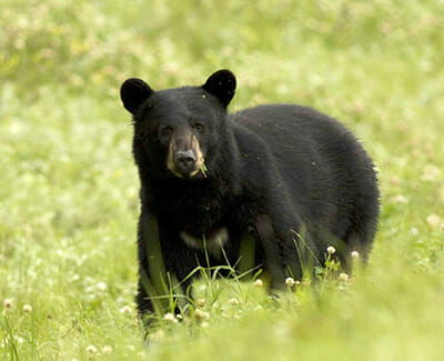 Black Bear