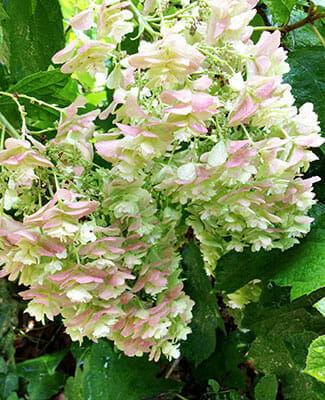 Oak Leaf Hydrangea