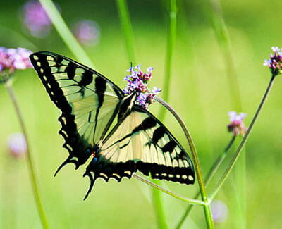 Eastern Tiger Swallowtail