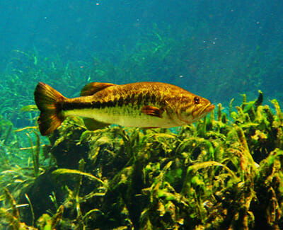 Largemouth Bass