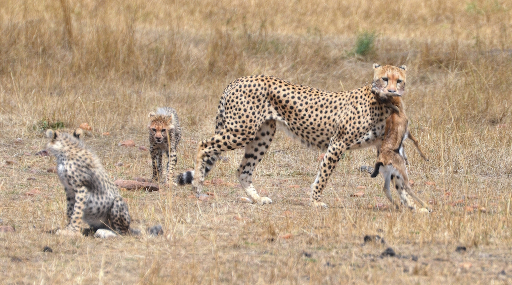 Meet the cheetahs of the Masai Mara and Serengeti | Bushtops Camps