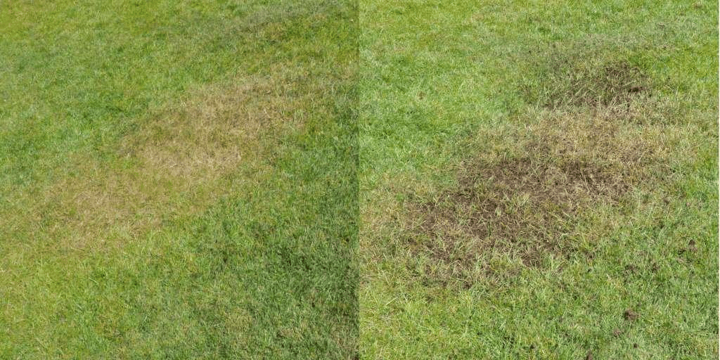 Topdressing A Lawn