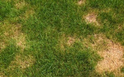 Why Is My Zoysia Grass Dying? Common Causes and Solutions to Revive It