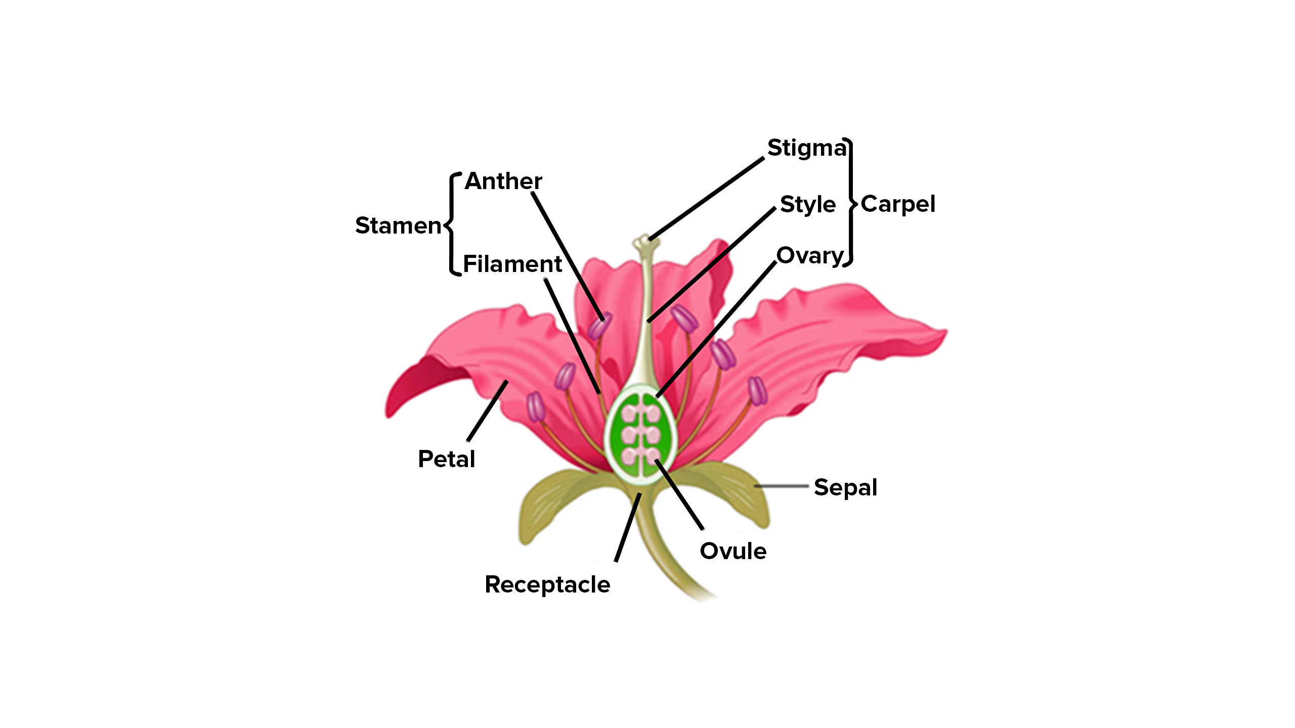 Draw A Neat Labelled Diagram Of The Longitudinal Section Of An | Images ...