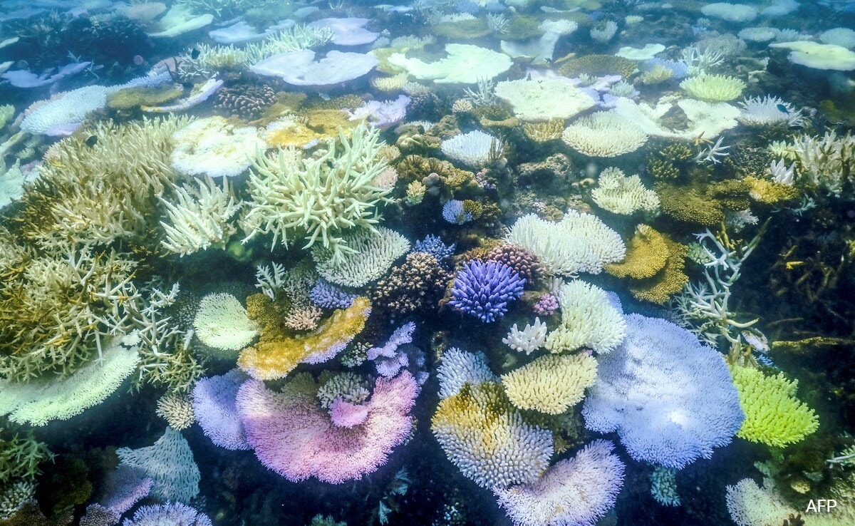 Explained: What Is Coral Bleaching And How It Impacts The World