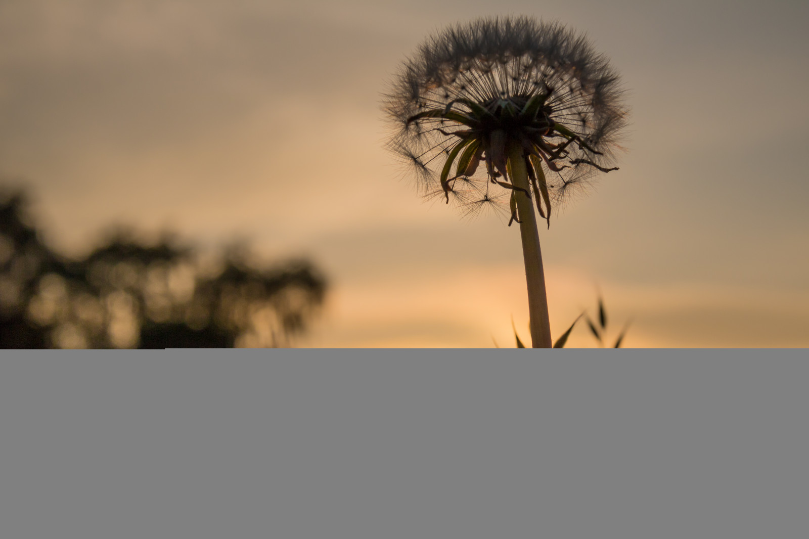 Paling Populer 13+ Download Wallpaper Bunga Dandelion ...