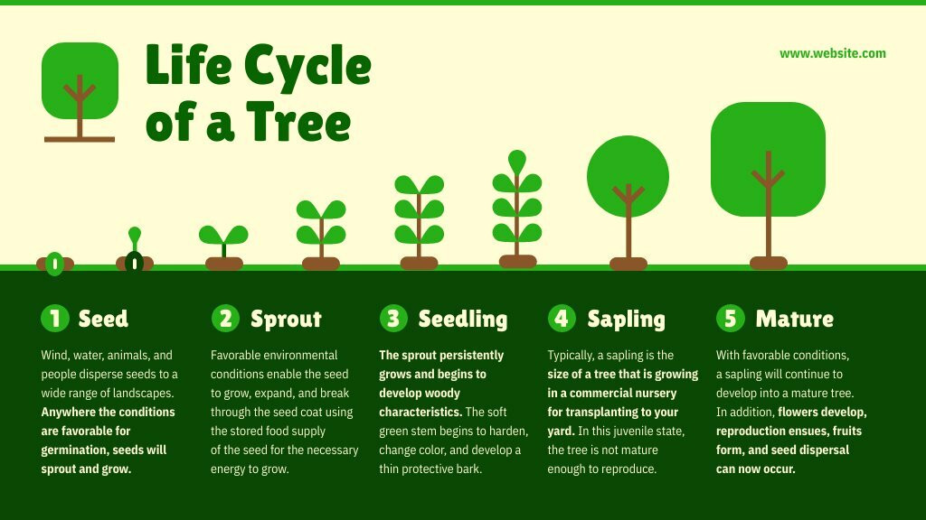 Stages Of Growth Of Life Cycle Of Tree: From Seed To Large Tree With ...