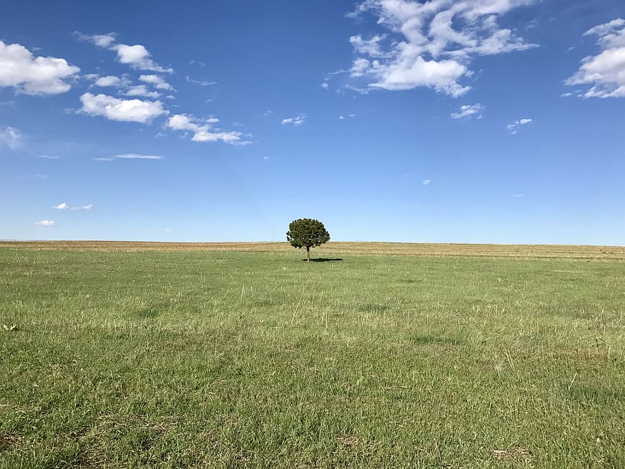 tree, trees, field, alone, plain, plains, sky, cloud, land, HD wallpaper