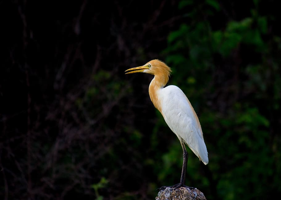 cattle egret, bird, animal, nature, great egret, natural, wildlife, HD wallpaper