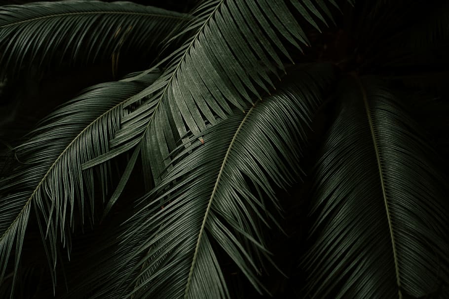 green coconut tree photo, plant, fern, leaf, dark, palm, tropical, HD wallpaper