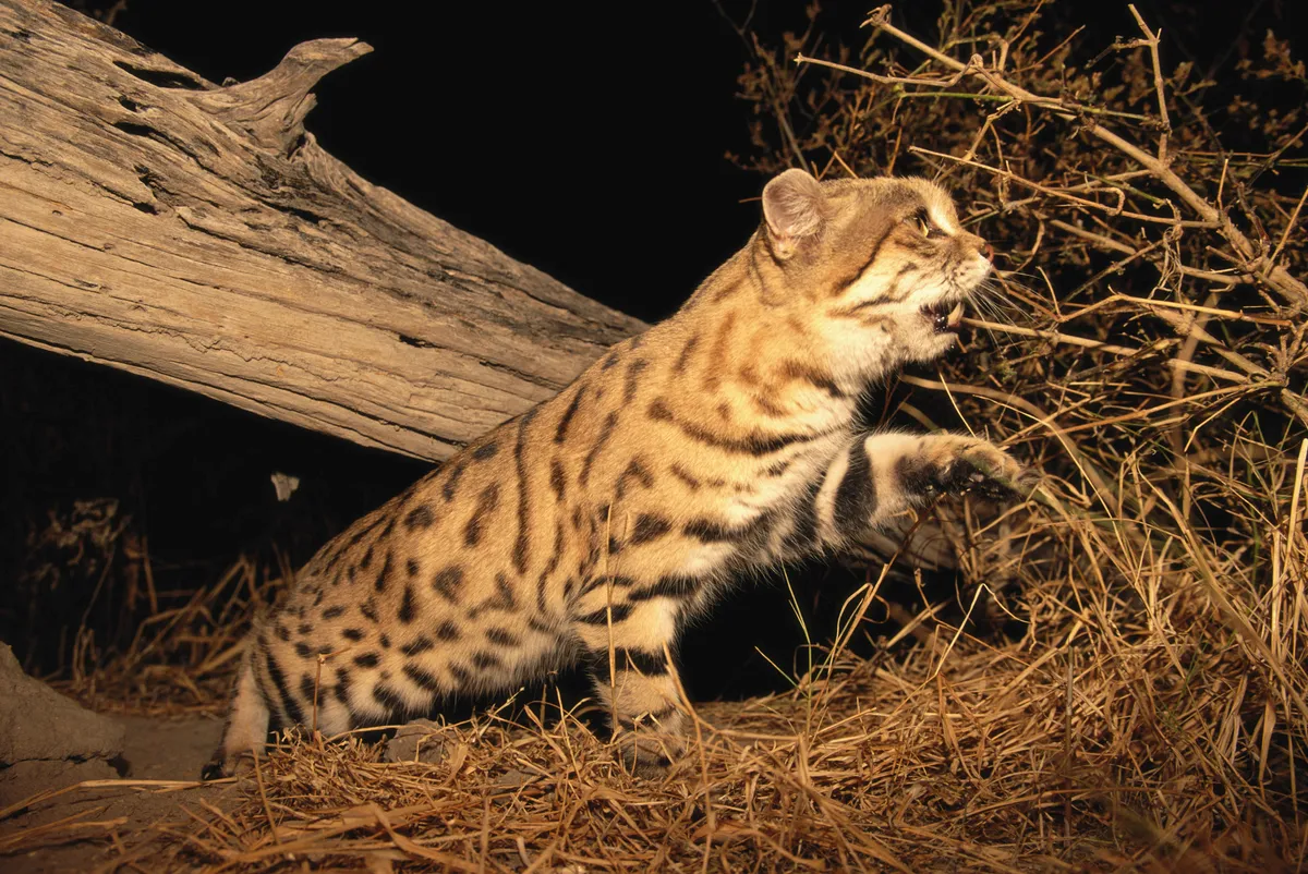 A black-footed cat walking beneath a log at night.