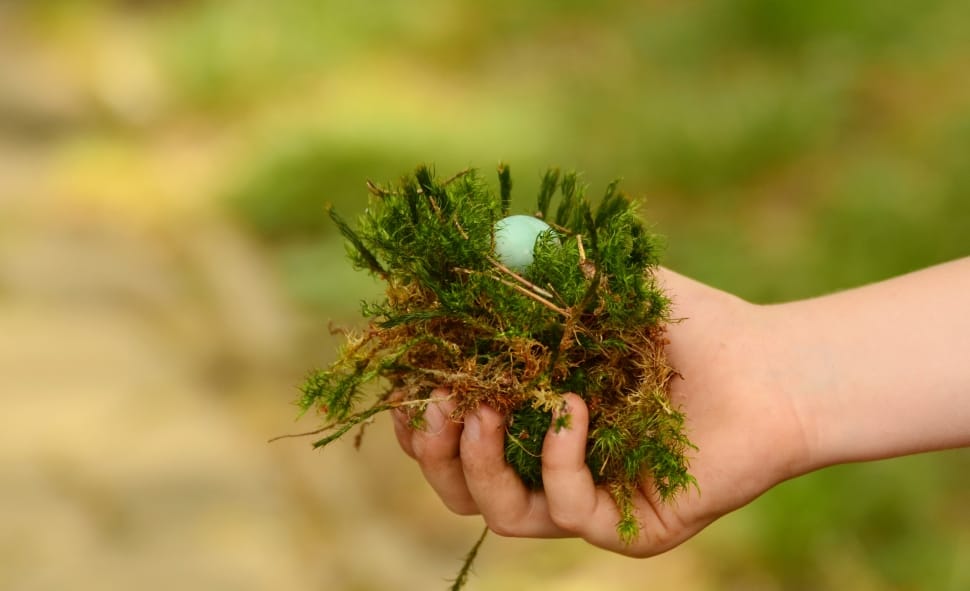 Egg, Hand, Green, Found, Nest, Detention, human body part, human hand preview