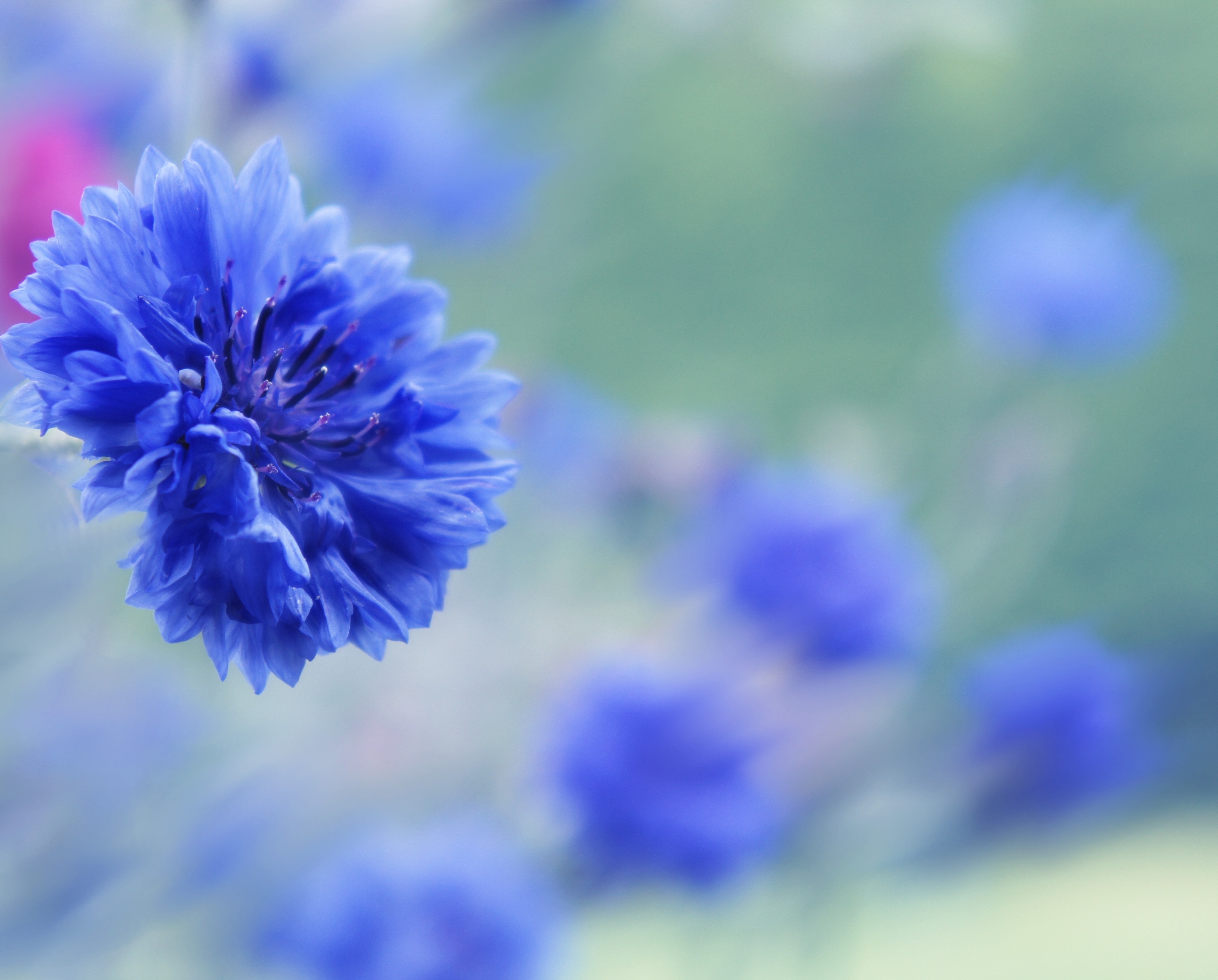 blue cornflower