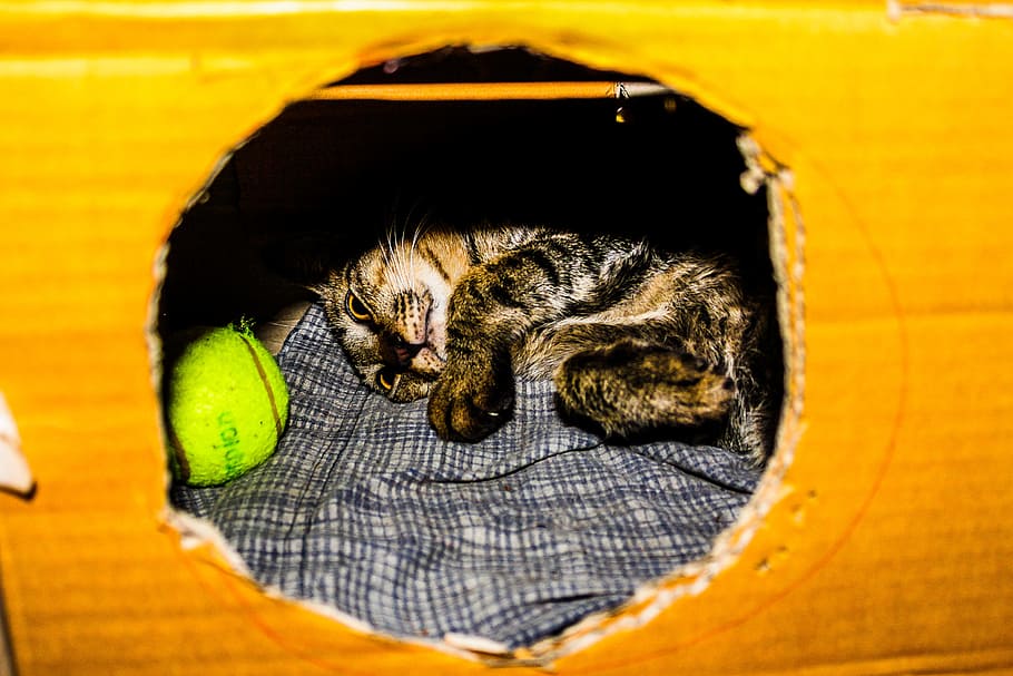 Gray and Brown Kitten in Cardboard Box, adorable, animal, animal photography, HD wallpaper