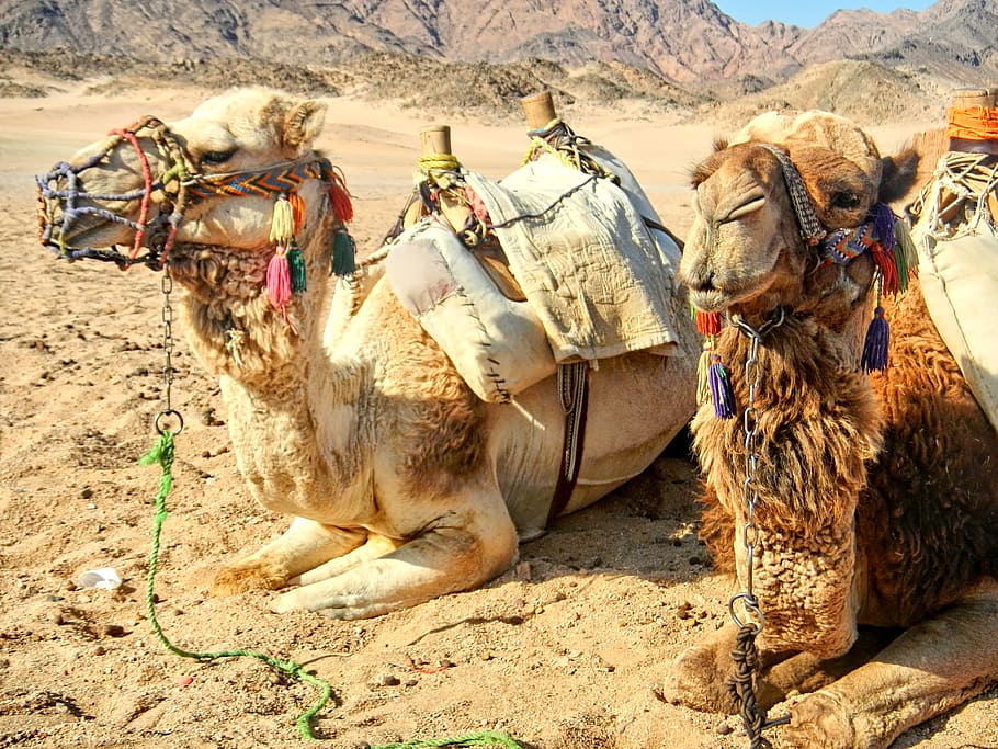 two camel lying on ground, egypt, summer, nature, water, green, HD wallpaper