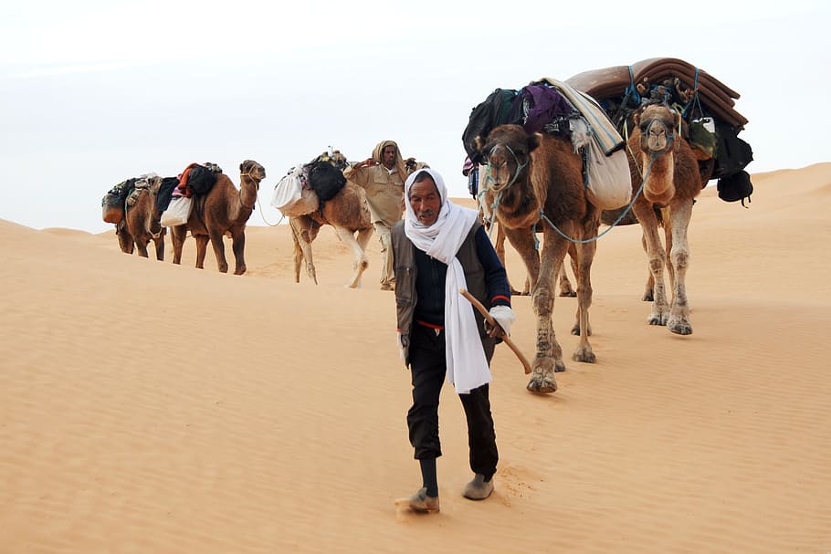 men with six camel walking in desert during day time, tunisia, HD wallpaper