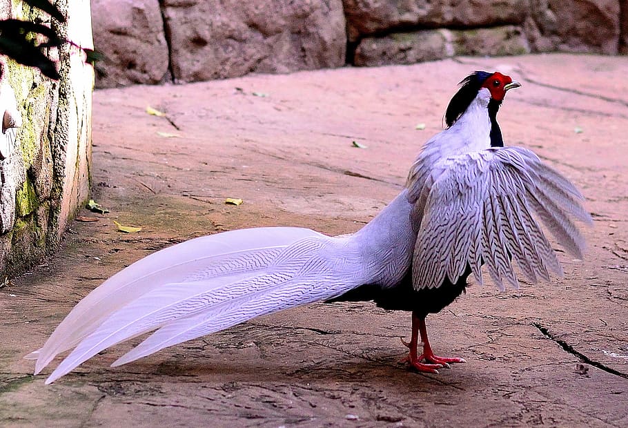 white and blue bird outdoors, silver pheasant, fly, wings, feather, HD wallpaper