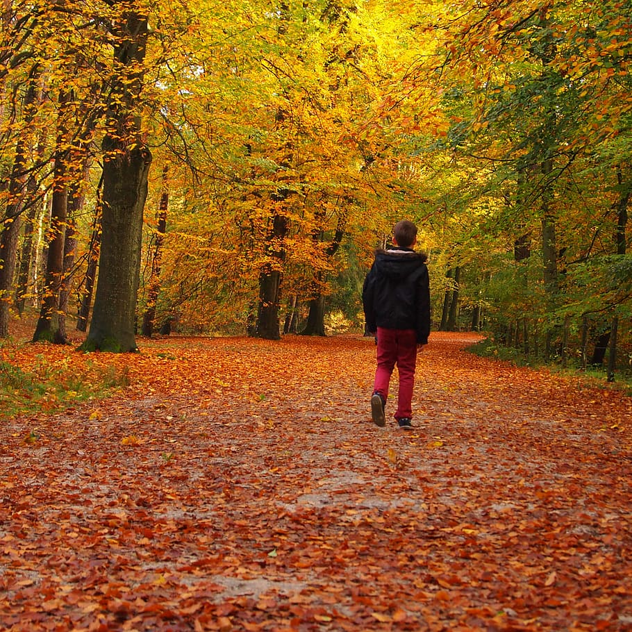 boy walking on in forest, avenue, landscape, walking path, active, HD wallpaper