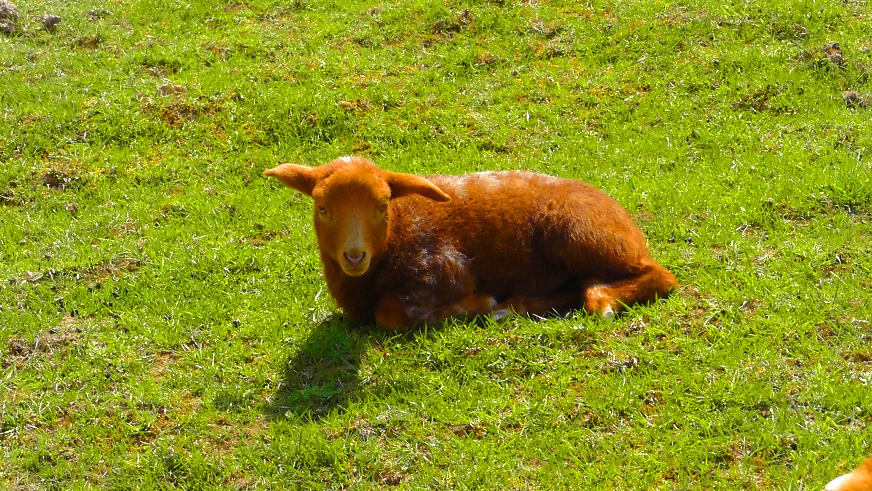 brown sheep