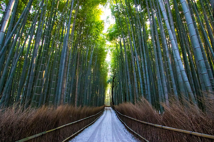 blue bamboo trees with a pathway, Kyōto-shi, Kyōto-fu, Japan, HD wallpaper