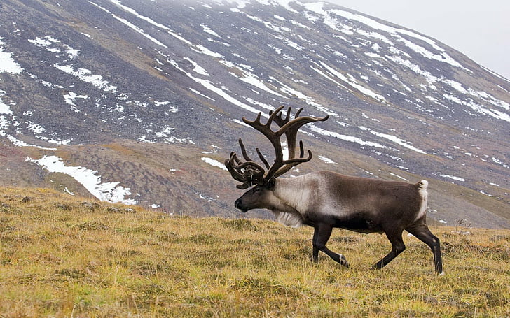 Animal, Caribou, HD wallpaper