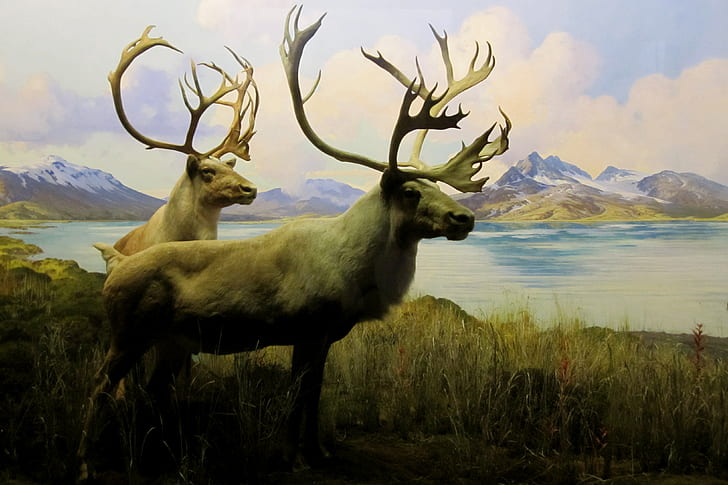 caribou, HD wallpaper